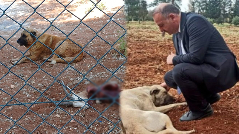 Rektörün köpek sevdası bitmiyor!