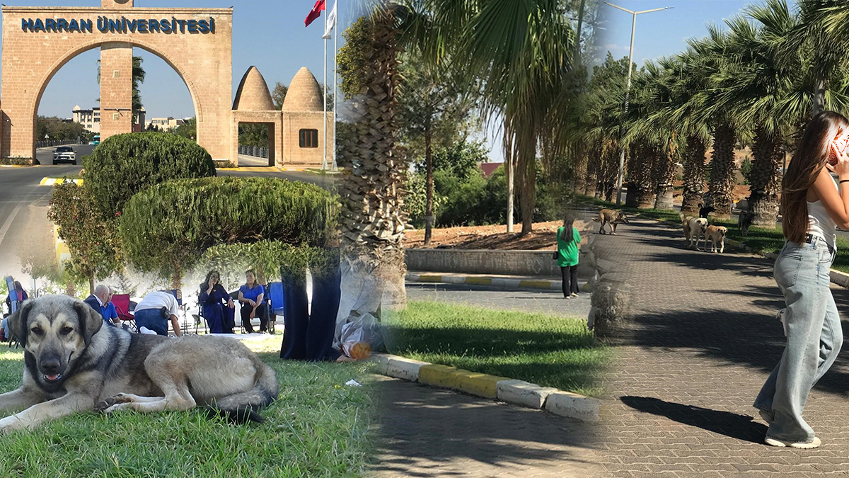 Rektörün köpek sevdası dillere destan oldu