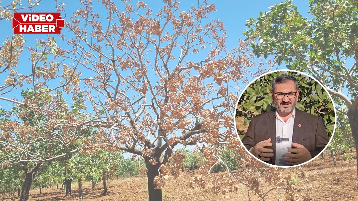Şanlıurfa’da fıstık üreticileri dikkat! Bu tarihten önce budama yapmayın