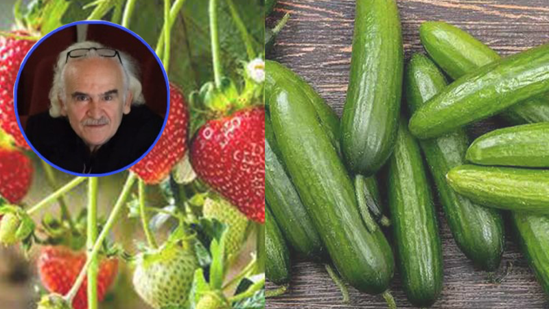 Kentin bilgesi Dişli yetkililere sordu: Çileğimiz hıyar gibi oldu, kontrol eden kurum yok mu?