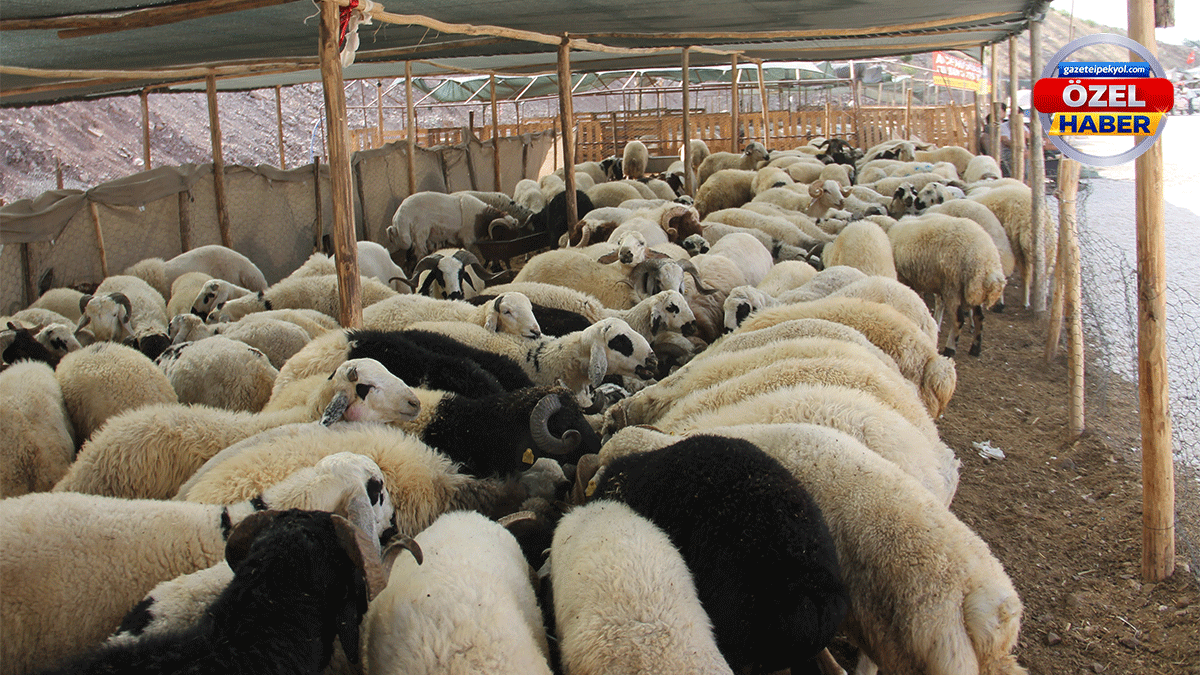 Şanlıurfa’da Kurban Bayramı öncesi büyük tehlikeye dikkat! Sahte para…