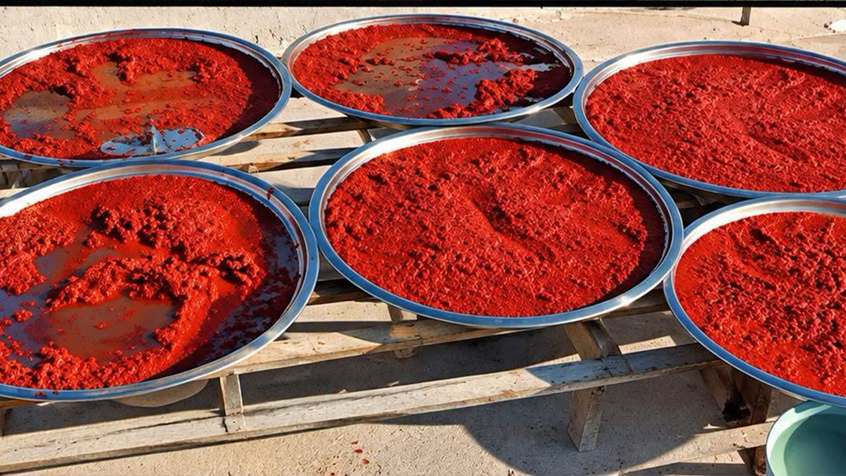 Şanlıurfa’da damdaki tepsiler dolusu salça çalındı!