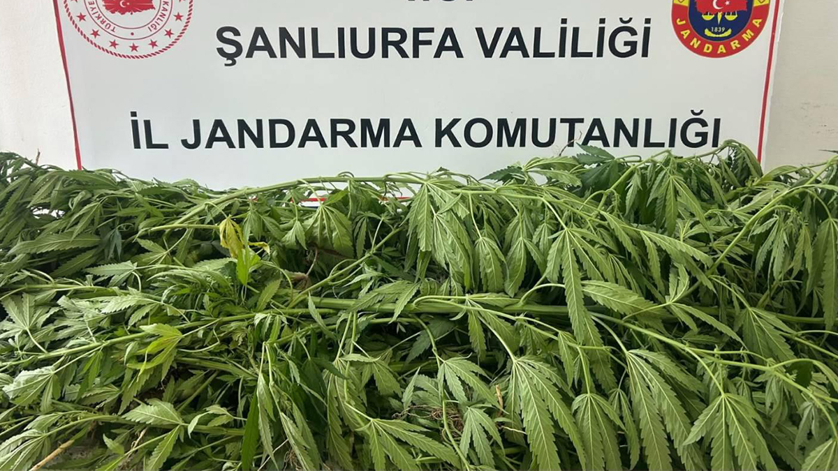 Şanlıurfa’da kenevir yetiştiren şüpheliye jandarma baskını!