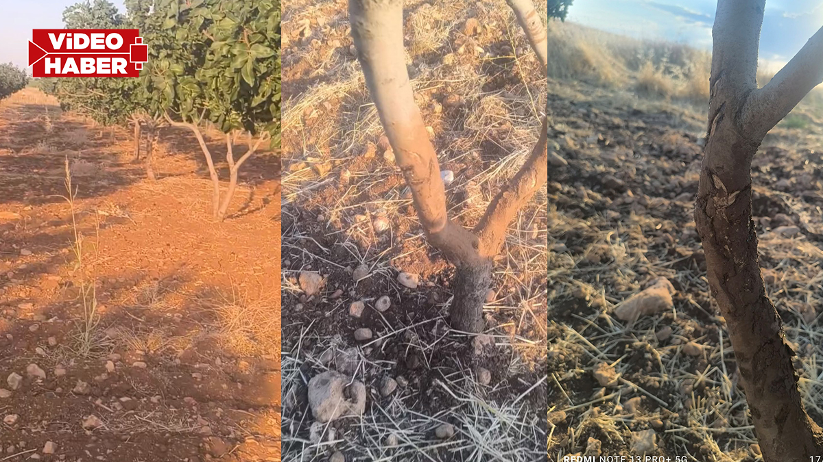 Şanlıurfa’da yaban domuzları fıstık bahçelerini talan etti!