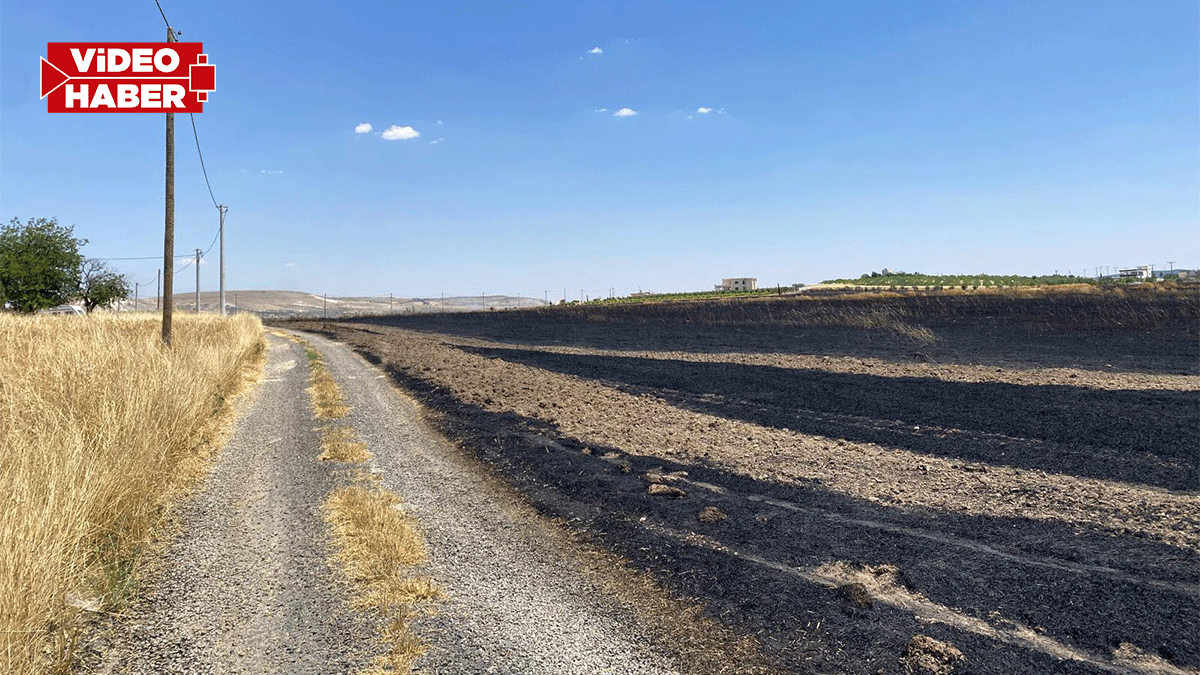Şanlıurfa’da 300 dönümlük tarlada büyük yangın!