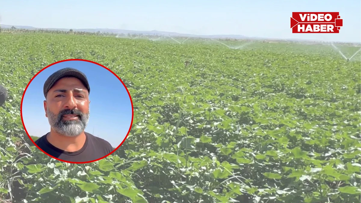 Ege’nin ziraat mühendisi Şanlıurfa’da şaşkına döndü! “Çiftçi ne yapacağını bilmiyor”