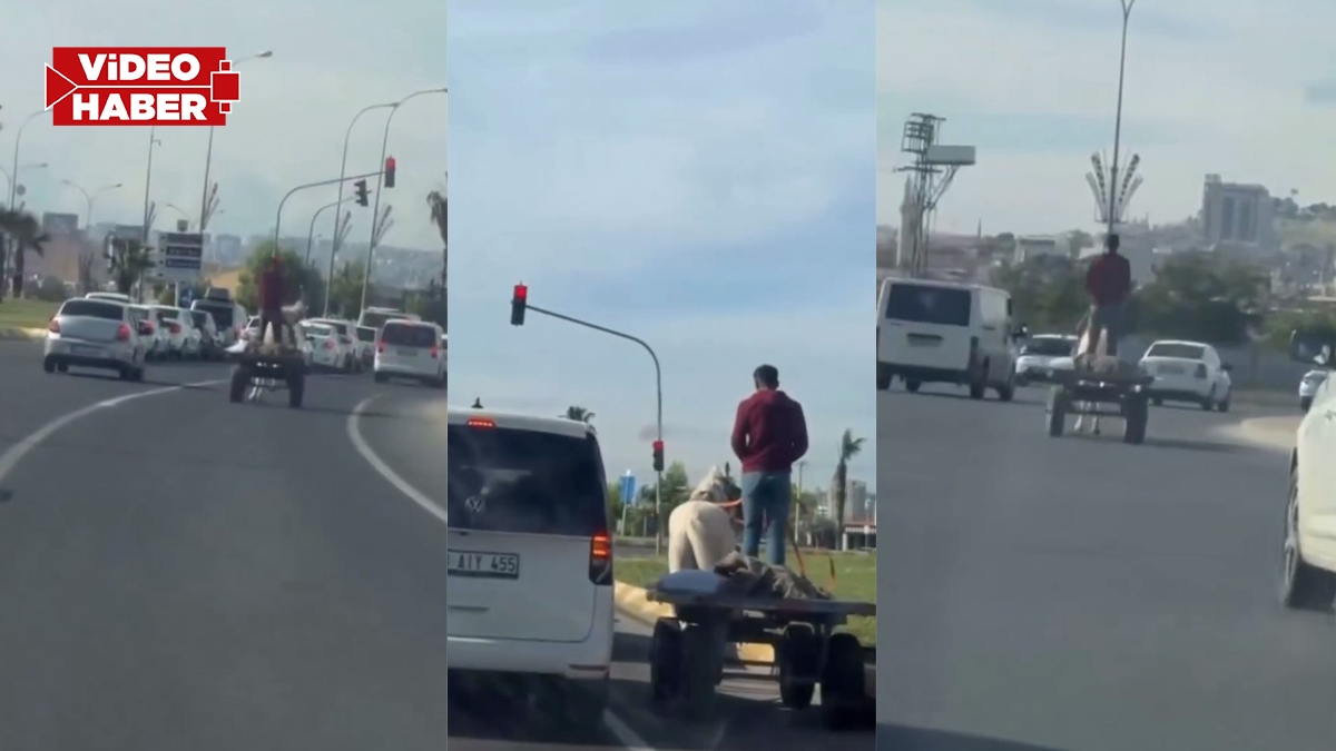 Şanlıurfa'da ilginç anlar! Trafiğe çıkması bile yasakken kırmızı ışıkta bekliyor