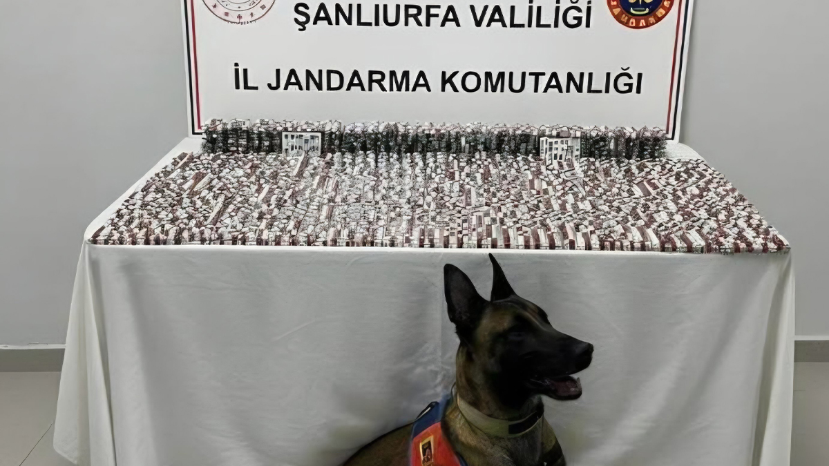 Şanlıurfa’da jandarmadan baskın! Çok sayıda gözaltı var