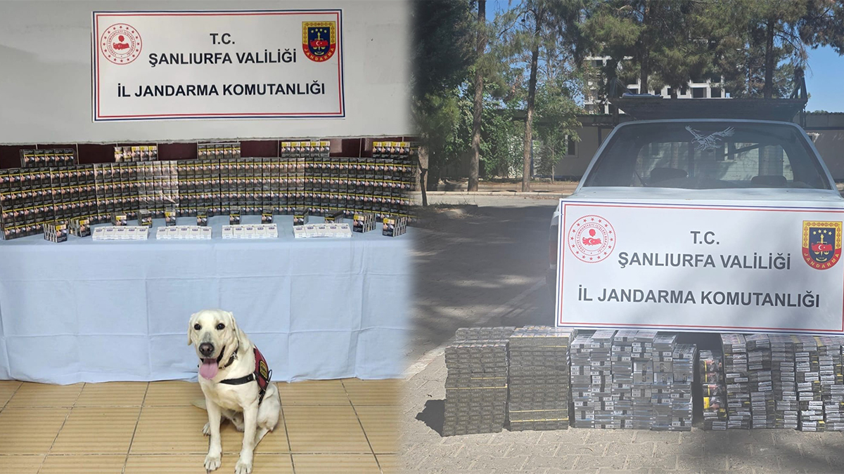 Şanlıurfa’da kaçakçılara darbe! Binlerce kaçak paket ele geçirildi