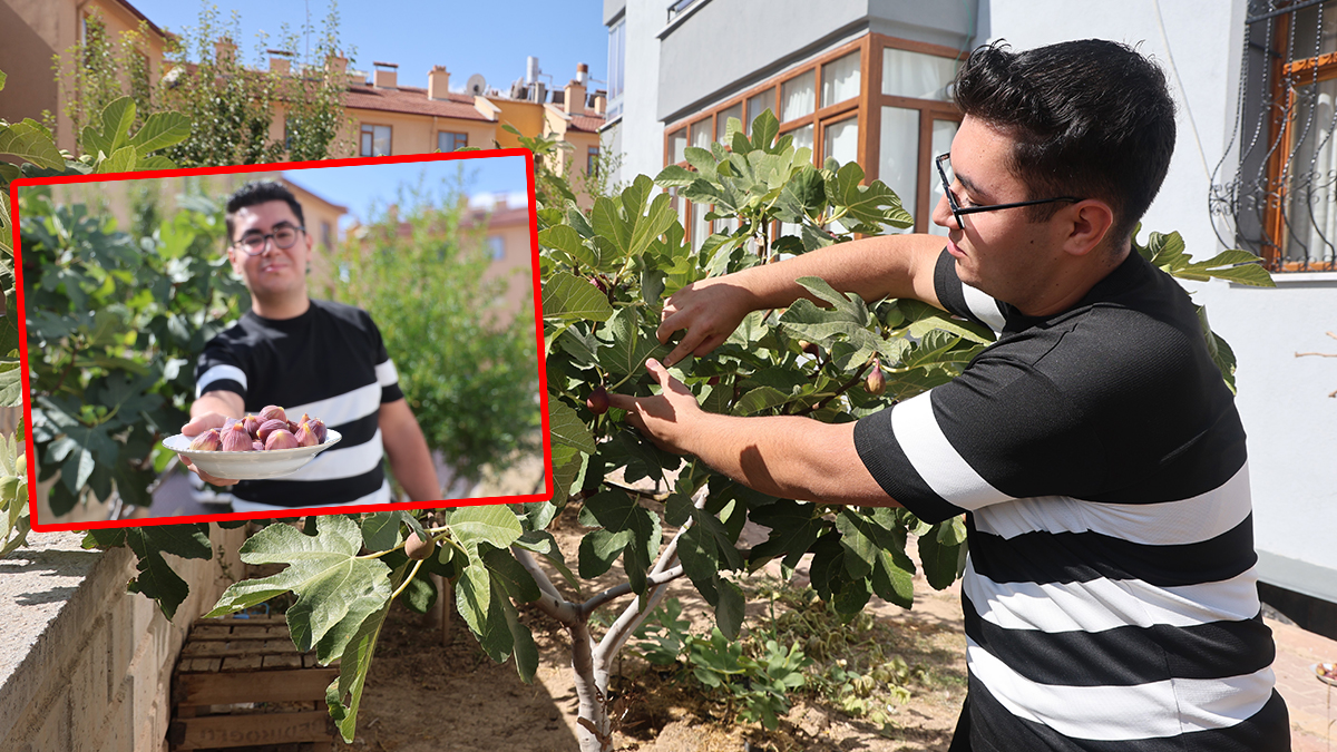 Şanlıurfa fidanıyla Konya’da incir sürprizi! Zoru başardı