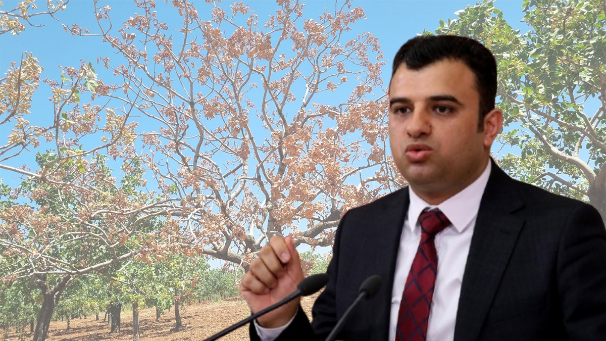 Şanlıurfalı fıstık üreticilerine derman olacak hamle!