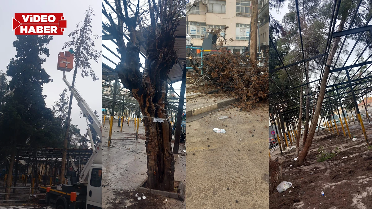 Şanlıurfa’da vatandaş ‘ağaç katliamı var’ zannetti! Gerçek bambaşka çıktı