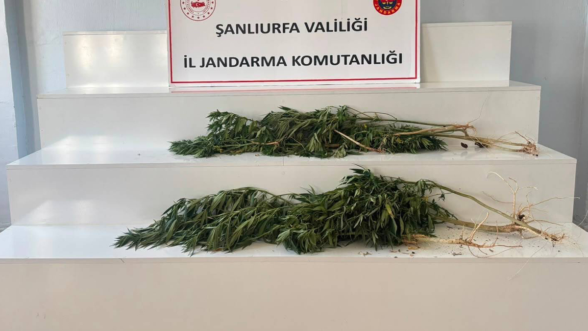 Şanlıurfa’da yasa dışı ekime jandarma müdahalesi!