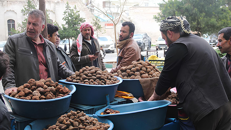 Şanlıurfa bu yıl şimşekten gelen lezzete hasret kaldı!