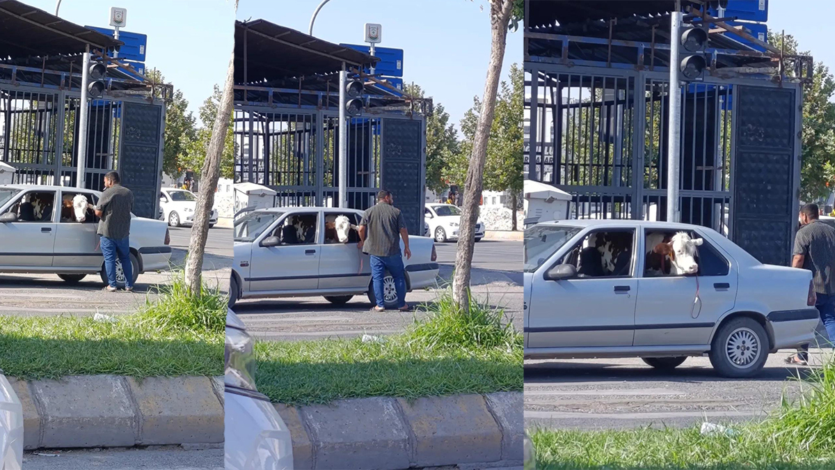 Şanlıurfa’da arka koltuktaki "yolcu" görenleri hayrete düşürdü!