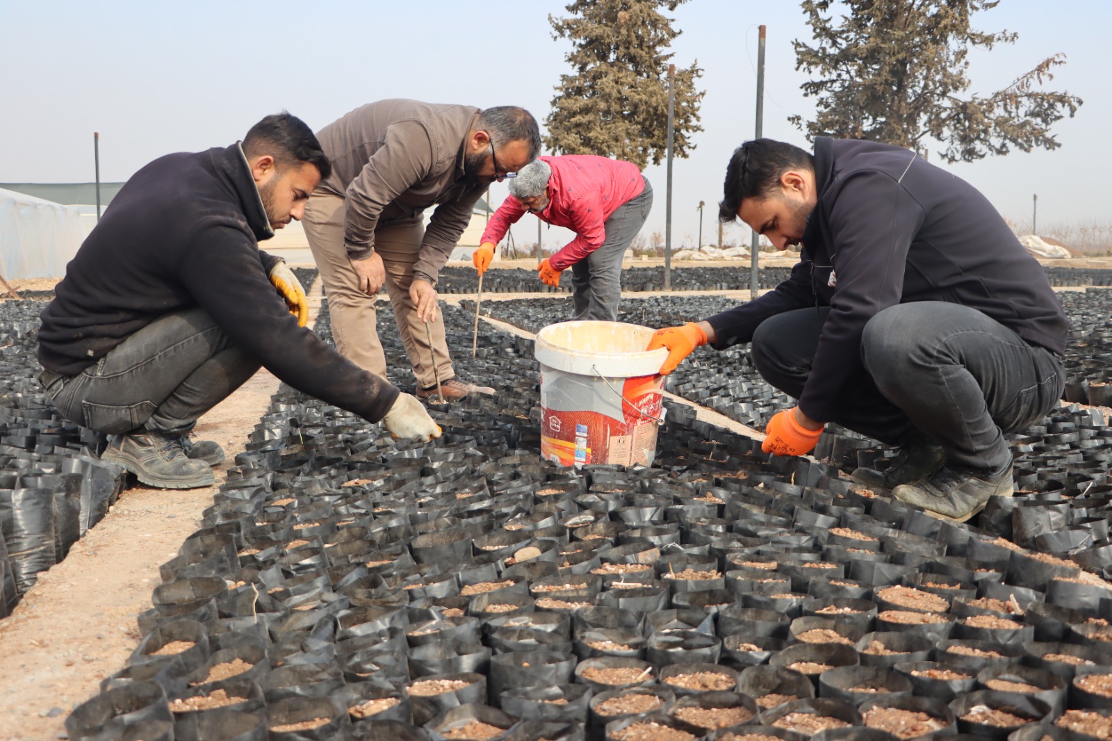 Şanlıurfa’nın tescilli fıstığı için dev adım! 100 bin fıstık fidanı….