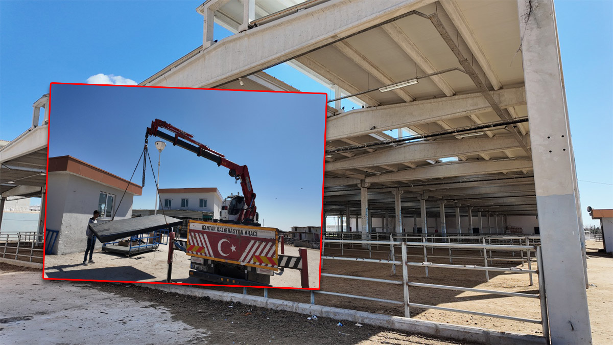 Şanlıurfa Canlı Hayvan Borsasında yeni dönem! Resmen kuruldu