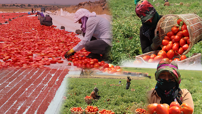 Şanlıurfa domatesi dünyaya açılıyor