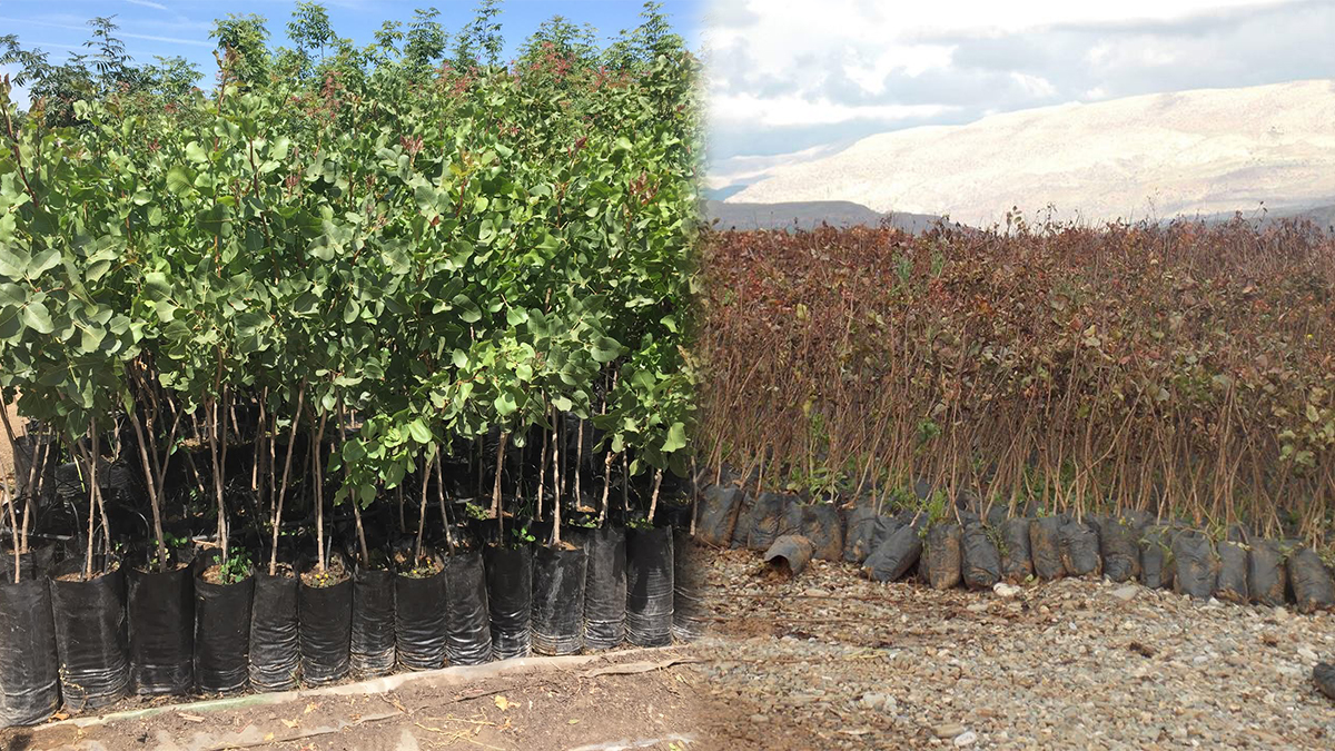 Şanlıurfa’da 5 bin zeytin ve fıstık fidanı toprakla buluşacak