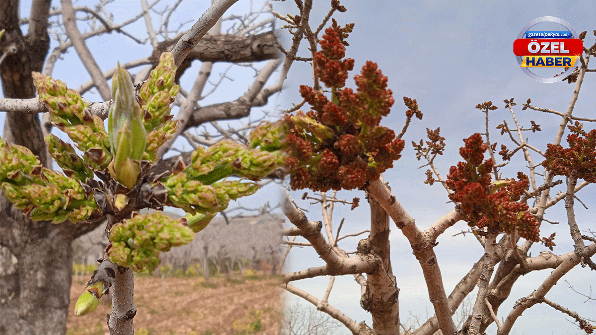 Şanlıurfa’da bu yıl gökten bereket yağdı! ‘Yeşil altında’ karagöz sevinci