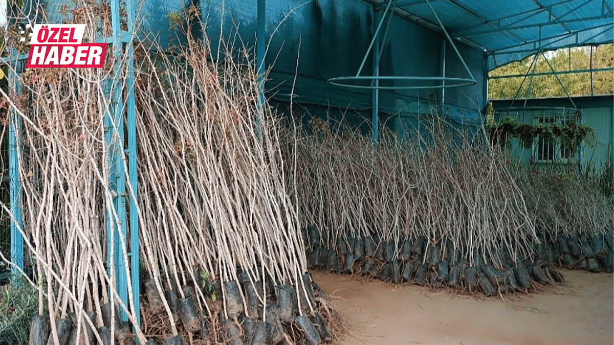 Şanlıurfa’nın ‘yeşil altını’ için mesai başladı! Binlerce ailenin geçim kaynağı…