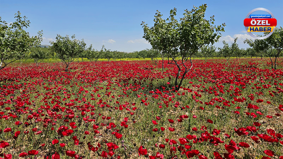 Şanlıurfa’da bahar kendini böyle gösterdi! Fıstık bahçesinde eşsiz manzara