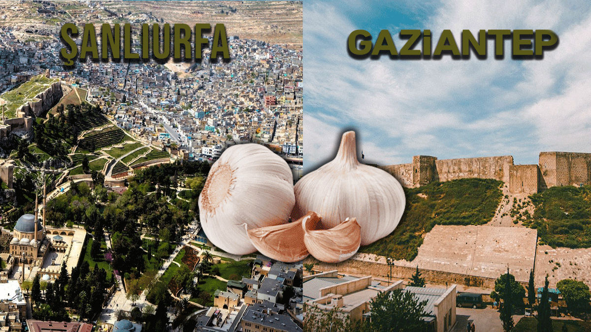 Şanlıurfa yine Gaziantep’in gölgesinde kaldı! Son örnek sarımsak
