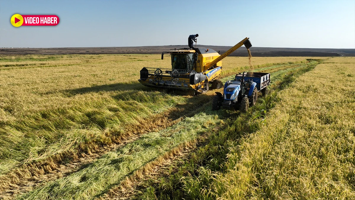 Karacadağ pirincinde hasat zamanı