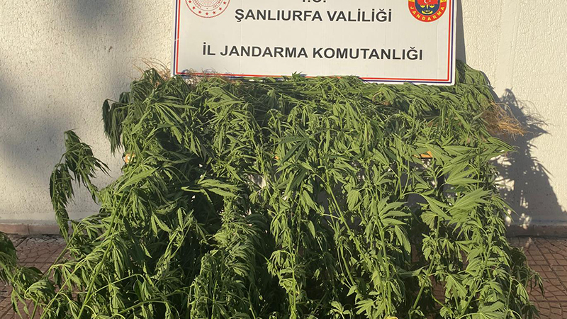 Şanlıurfa’da bir eve kenevir baskını!