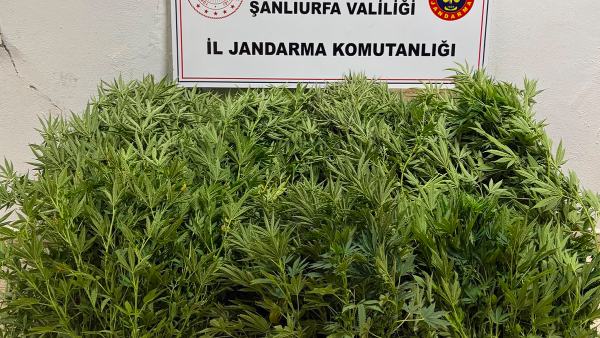 Şanlıurfa’da jandarma tespit etti, operasyonla ele geçirildi