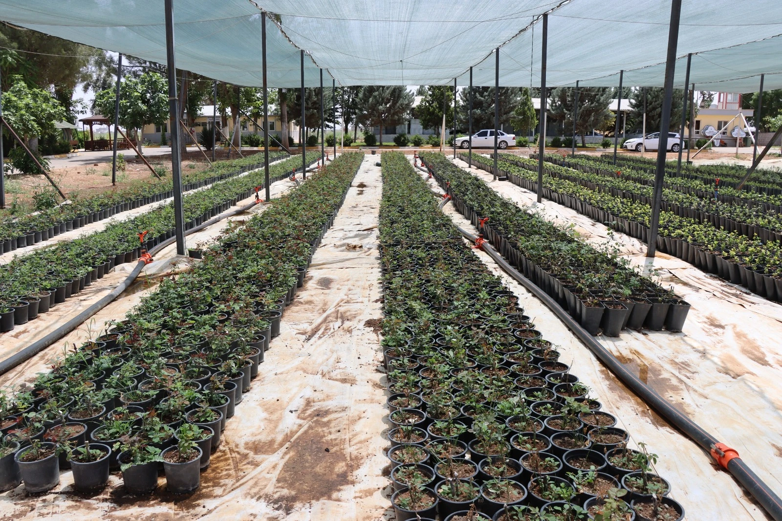 Şanlıurfa gül bahçesine dönecek!