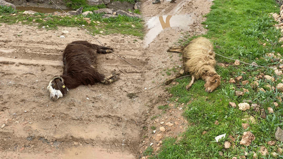 Şanlıurfa’da kopan elektrik telleri faciaya neden oldu! 5 koyun telef oldu