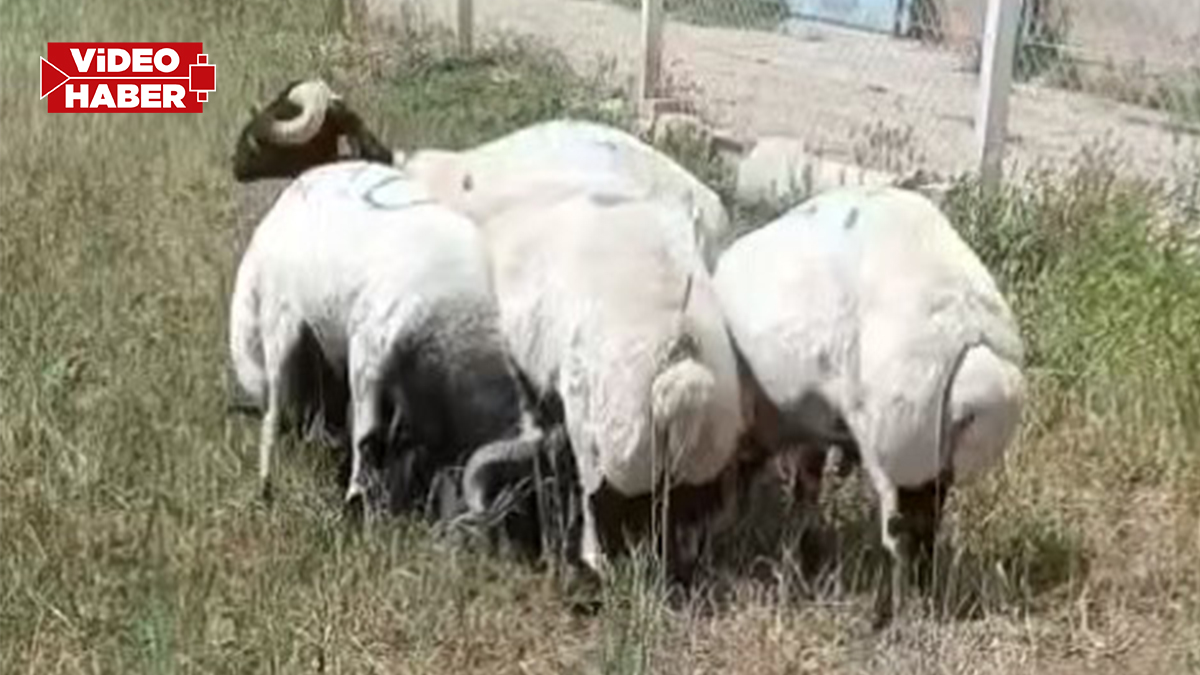Şanlıurfa’da her yerde koyunlarını arıyor!
