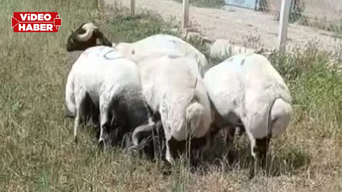 Şanlıurfa’da her yerde koyunlarını arıyor!