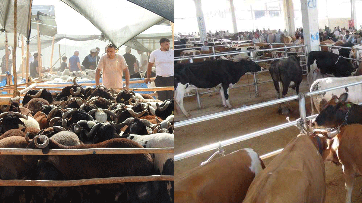 Şanlıurfa’da kurbanlıklar pazara indi: İşte büyükbaş ve küçükbaşta güncel fiyatlar…