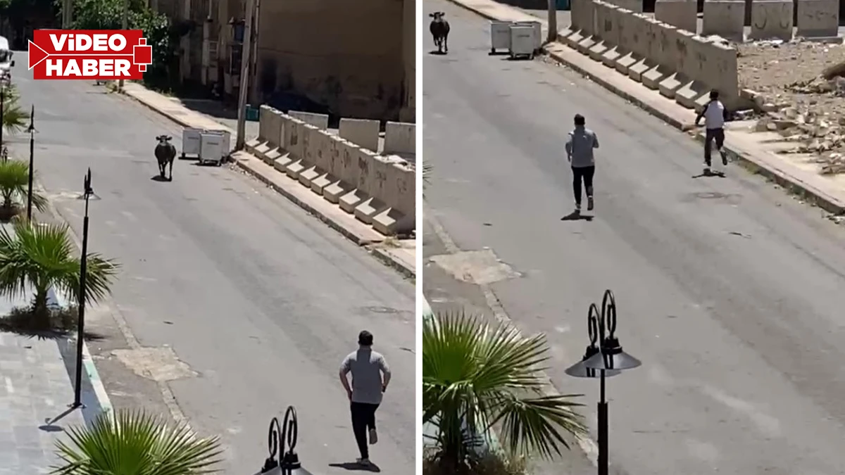 Şanlıurfa’da kaçan kurbanlık peşinden sokak sokak gezdirdi!