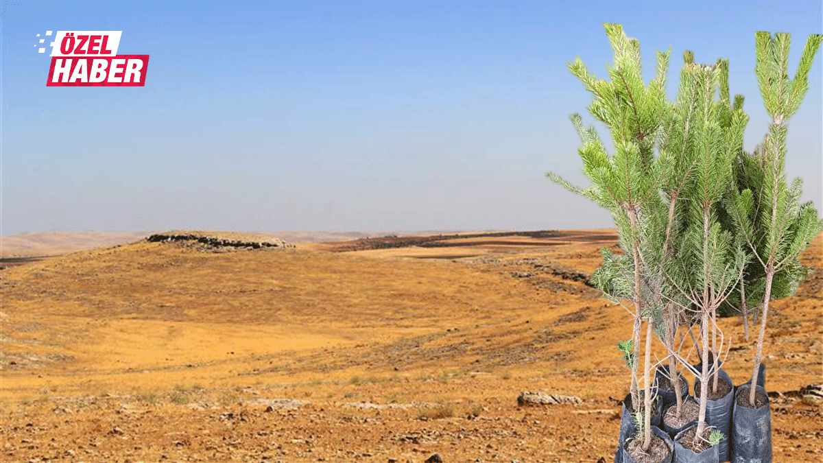 Şanlıurfa neden yeşermiyor? Dile kolay 2 milyon fidan...