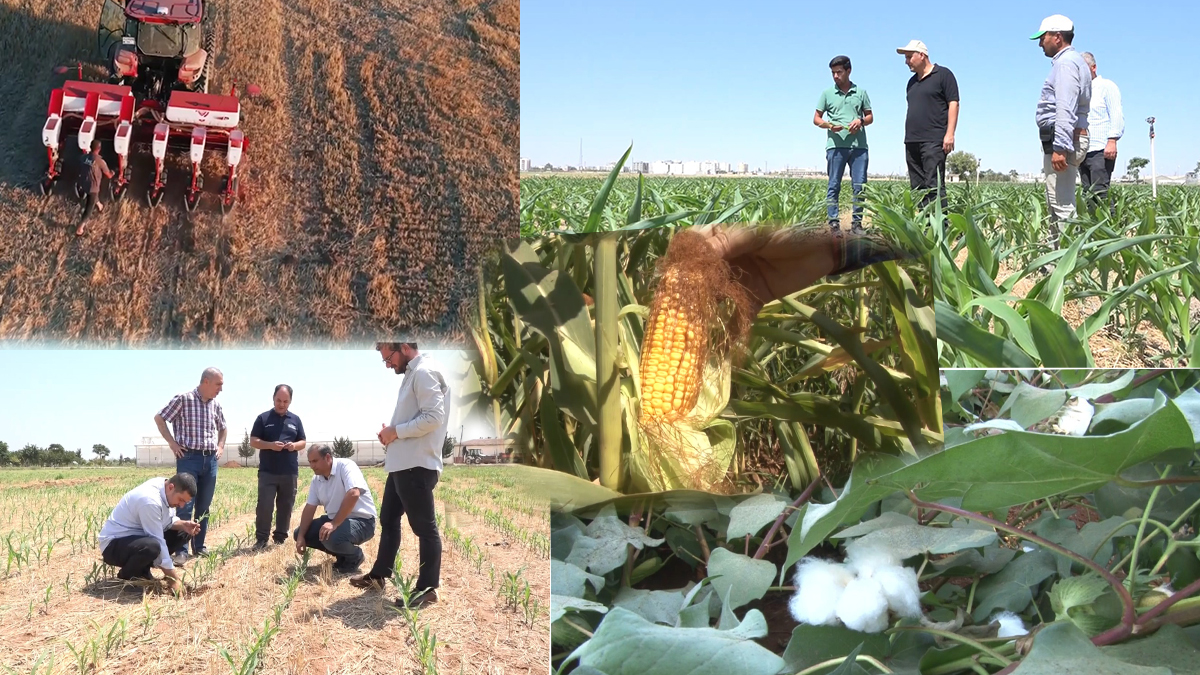 Şanlıurfa’da anızsız ekimle bereketli hasat
