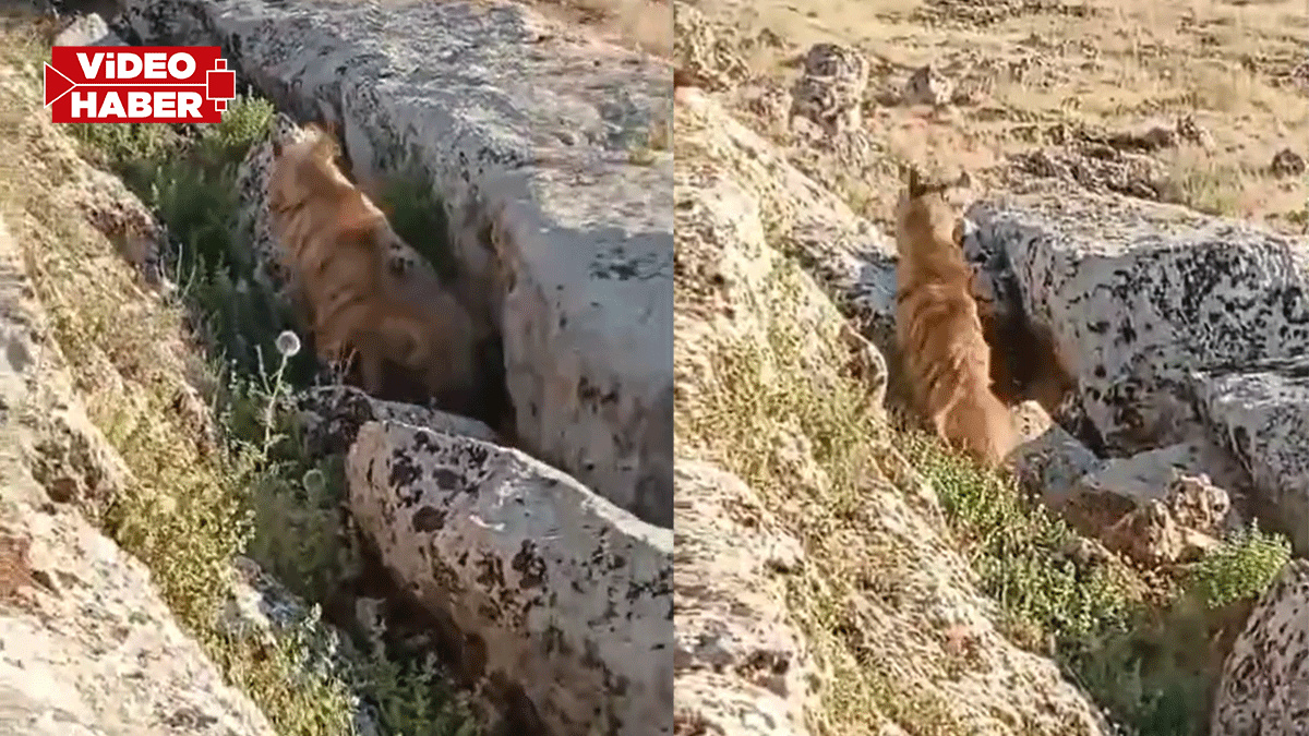 Şanlıurfa’da nadir görülen hayvan kameralara yansıdı!