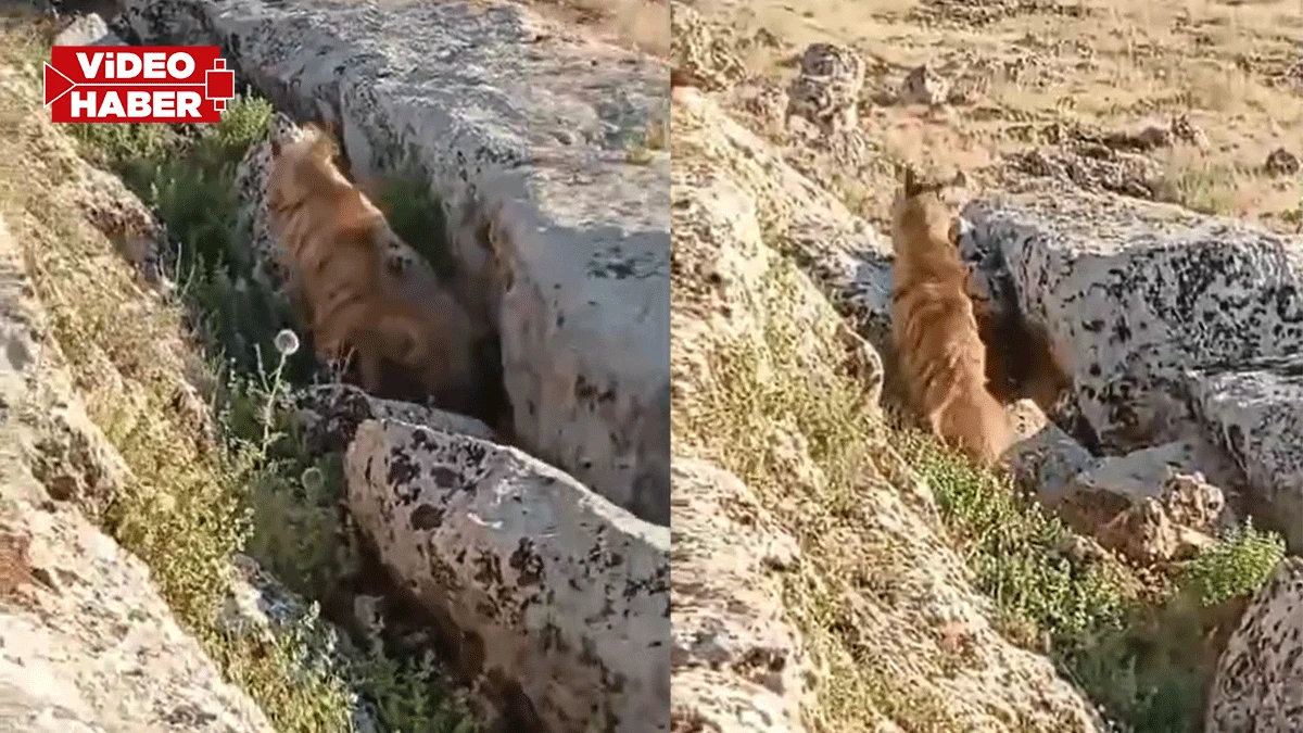Şanlıurfa’da nadir görülen hayvan kameralara yansıdı!