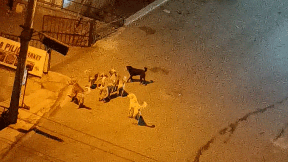 Şanlıurfa’da başıboş köpek korkusu! Gruplar halinde geziyorlar