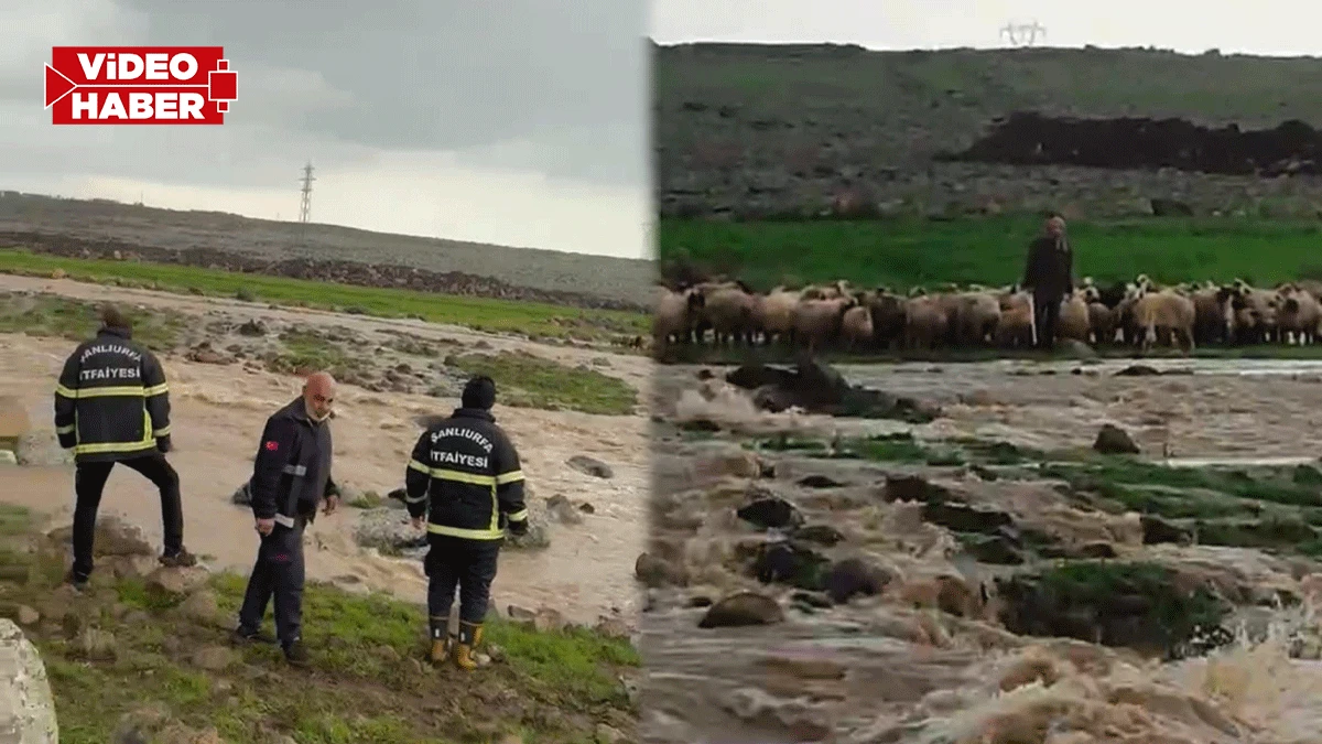 Şanlıurfa’da koyun sürüsü ve çoban suda mahsur kaldı: Ekipler zamanla yarıştı