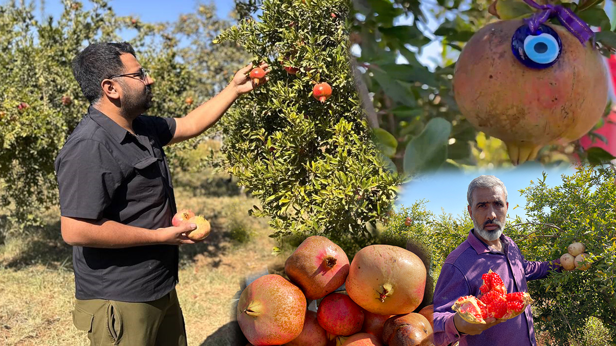 Suruç’un tescilli ürününde hasat zamanı! Avrupa’ya ihraç ediliyor