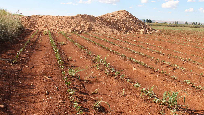 Şanlıurfalı çiftçiler dikkat! İptal edildi