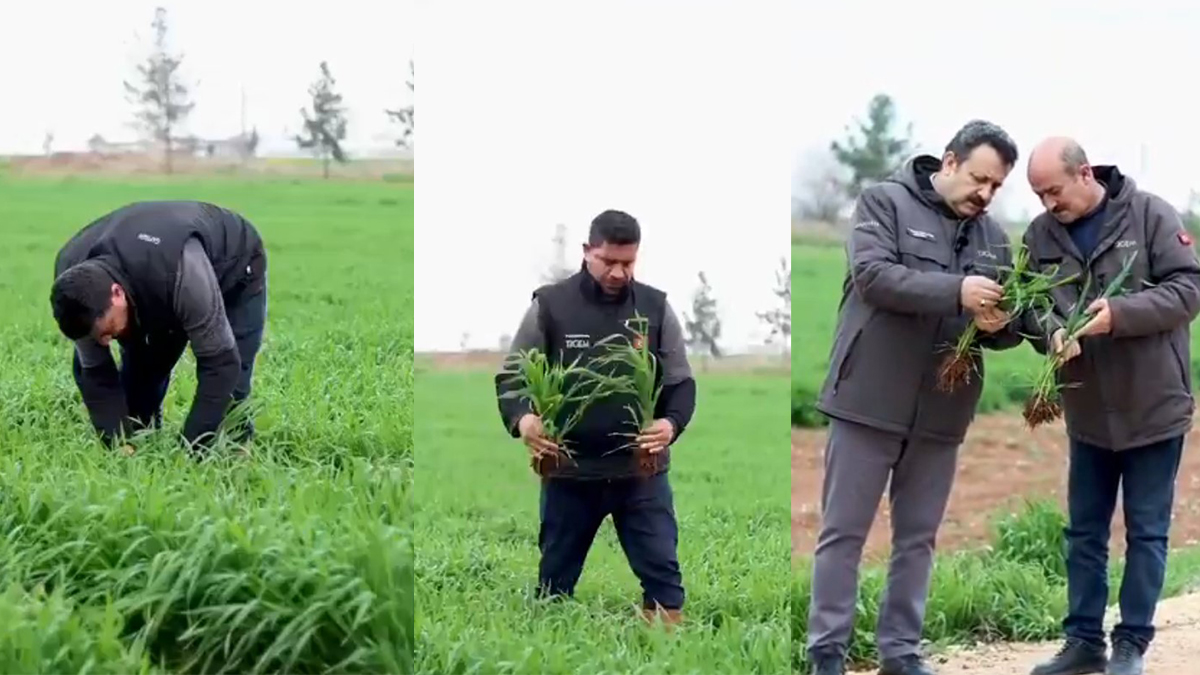 Şanlıurfa’da yağış sonrası çiftçilere acil çağrı! “Belirti varsa hemen ilaçlayın”