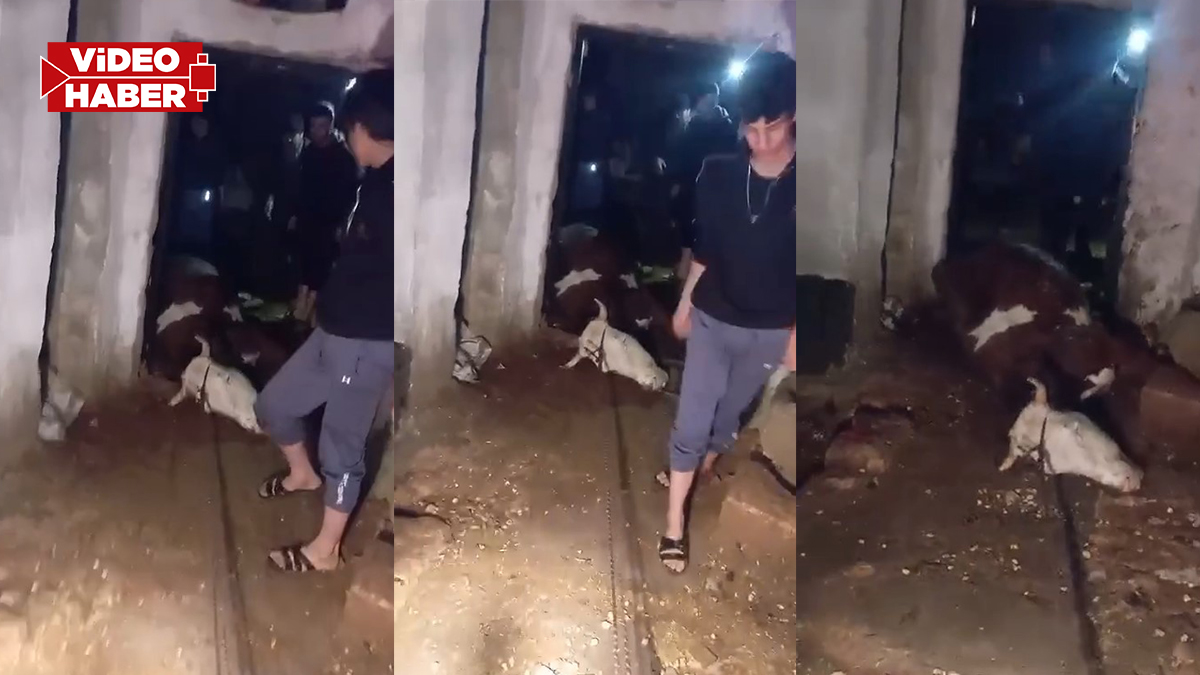 Şanlıurfa’da ailenin tek geçim kaynağı yok oldu!