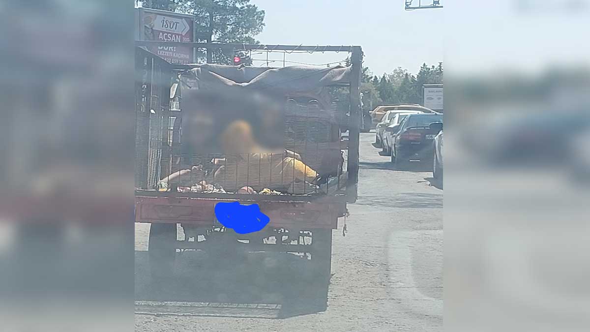 Şanlıurfa'da trafikte hem insanlık hem Urfa adına utanç verici yolculuk!