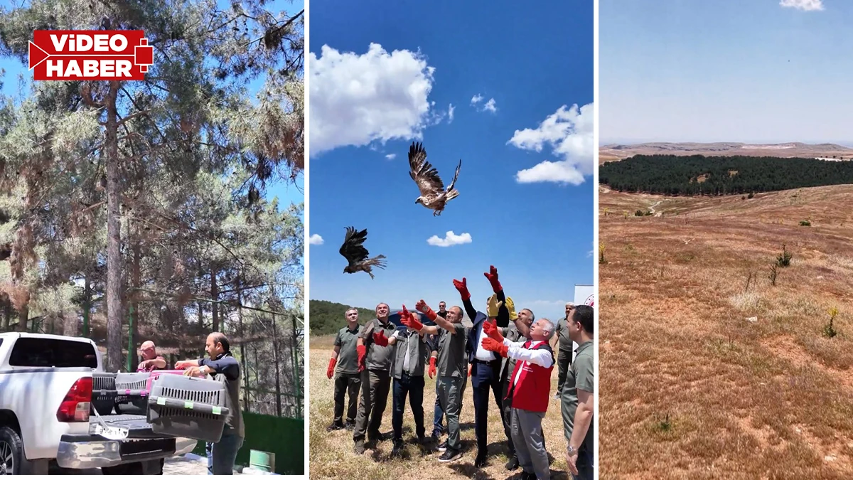 Şanlıurfa’da yaban hayvanları özgürlüğüne kavuştu!