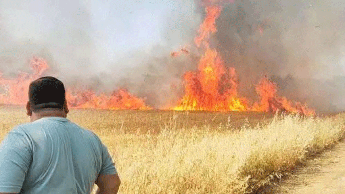 Şanlıurfa'da aylarca verilen emek saatler içinde kül oldu! Onlarca dönüm yandı