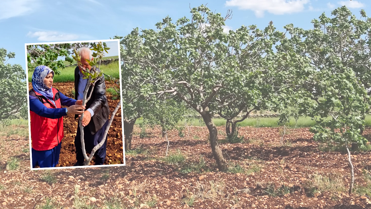 Şanlıurfa’da fıstık bahçesinde ‘doktor’ incelemesi! Hatalara karşı uyarı